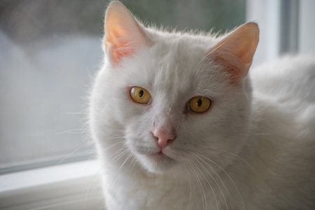 White cat with yellow eyesの写真素材