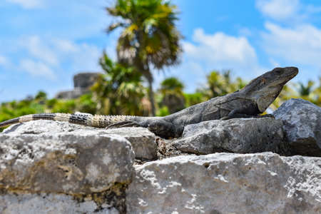 Iguana on the stone wall, Tulum, Mexico.の写真素材