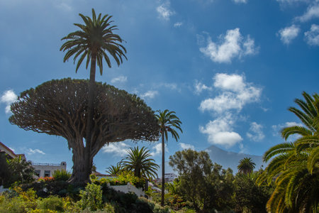 The "Drago Milenario" is a Canarian dragon tree in Icod de los Vinos on the island of Tenerifeの写真素材