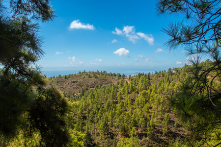 The view of the pine forests around in the south of the Canary Island of Tenerifeの写真素材