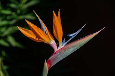 The macro shot of a blooming "Strelitzia"の写真素材