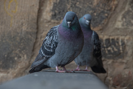 Two street pigeons on the roof of a churchの写真素材