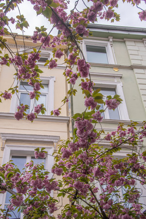 Pink cherry blossoms in front of a house facade in the old town of Bonnの写真素材