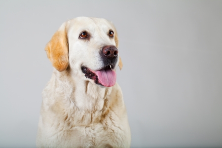 Cute labrador retriever の写真素材