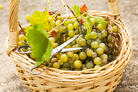 Basket full of white grapes.の写真素材