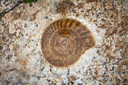 Ammonite fossil on the stone.の写真素材