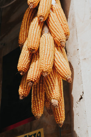Corn cobs in a shop.
