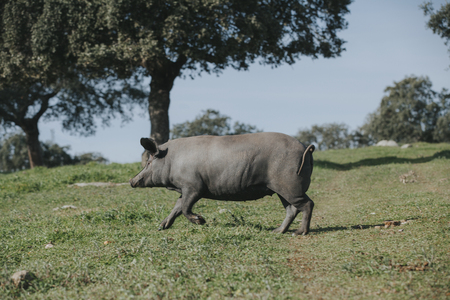 Iberian pig running in the green grass.の写真素材
