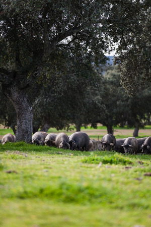Iberian pig herd pasturing in the countryside.の写真素材
