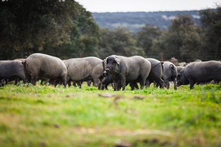 Group of iberian pigs pasturing in the countryside.