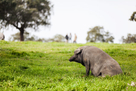 Iberian pig sitting in the countryside.の写真素材