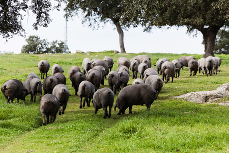 Iberian pig herd in a green meadow.の写真素材