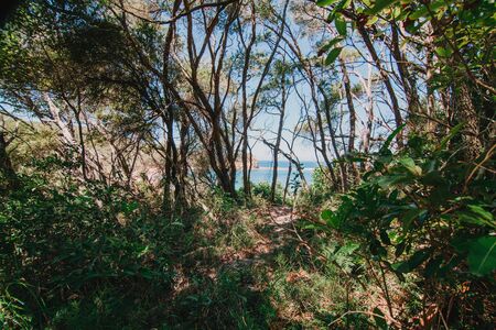 View of the beach through the forest trees.の写真素材