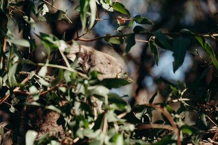 Sleepy koala eating eucalyptus leaves in the tree.の写真素材