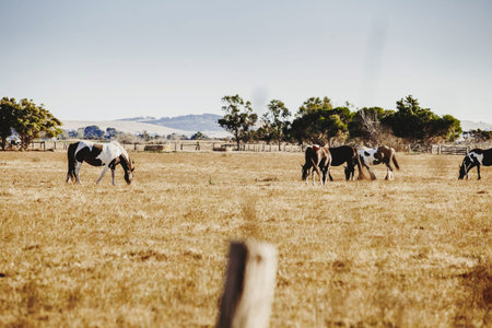 Horses pasturing in a farm in Australia.の写真素材