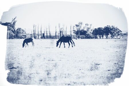 Summer Australian landscape with horses. Vintage effect.の写真素材