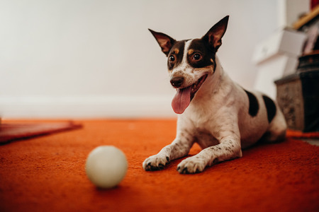 Cute wine cellar dog lying on the floor with his ball.の写真素材