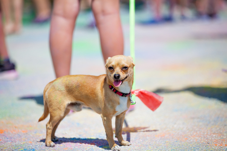 MALAGA, SPAIN - JUNE 4, 2017: Unidentified people enjoying the Unicaja Color Road on June 4, 2017 in Malaga, Spain.のeditorial素材