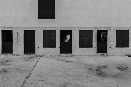 White horse head showing the head through stable door. Black and whiteの写真素材