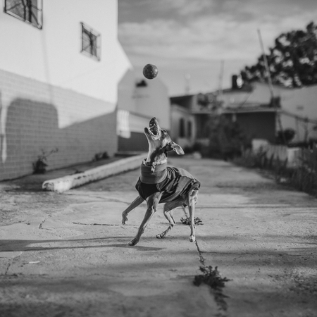 Black and white portrait of Pinscher dog playing with a ball in the street.の写真素材