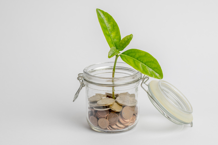 Coins in a glass jar with a green plant growing inside, isolated on whiteの写真素材