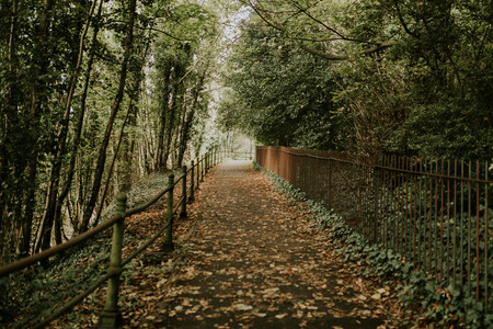 Green track corridor across the forest, with trees and folliage.の写真素材