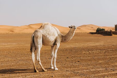 Beautiful white camel dromedary in the desert.の写真素材
