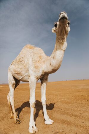 Beautiful white camel dromedary in the desert.の写真素材