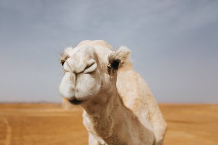 Beautiful white camel dromedary in the desert. Close up view of the head.の写真素材