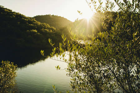 Olive tree branches with sunrise sun in the background, in the mountain range of Cordoba, Andalusia, in Spain.の写真素材