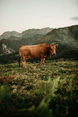Beautiful brown cow pasturing in a meadow at Picos de Europa in Asturias, Spain.の写真素材