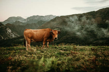 Brown cow pasturing in a meadow at Picos de Europa in Asturias, Spain.の写真素材