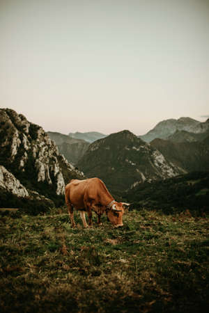 Beautiful brown cow pasturing in a meadow at Picos de Europa in Asturias, Spain.の写真素材