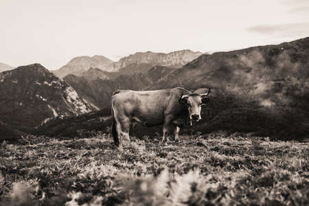 Black and white landscape and cow pasturing in the mountains of Picos de Europa, in Asturias, Spain.の写真素材