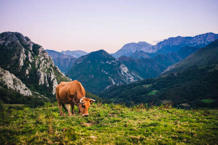 Beautiful landscape and brown cow pasturing in the mountains of Picos de Europa, in Asturias, Spain.の写真素材