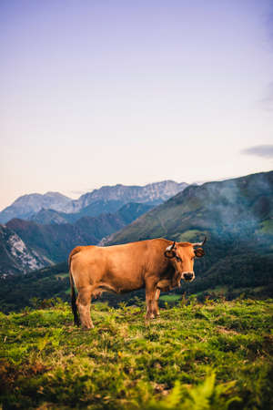 Beautiful landscape and brown cow pasturing in the mountains of Picos de Europa, in Asturias, Spain.の写真素材