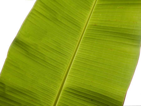 big banana leafの写真素材
