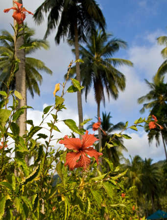  red hibiscus in thailandの写真素材