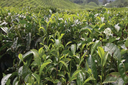 tea tree close ups in cameron highland malaysia の写真素材