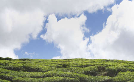  cameron highlands malasia の写真素材