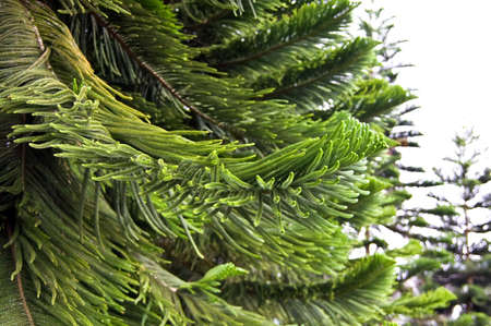 close up of a pine treeの写真素材