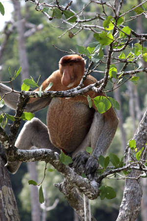proboscis monkeys in the mangrovesの写真素材