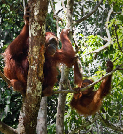 orangutangの写真素材