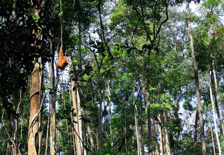 jungle trail in sarawak の写真素材
