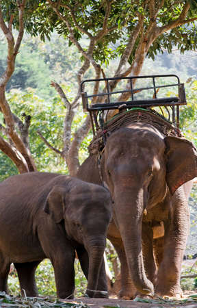 elephants thailandの写真素材