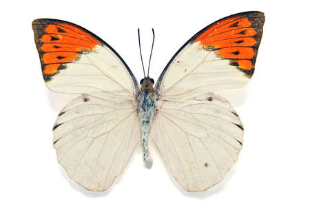 butterflyの写真素材