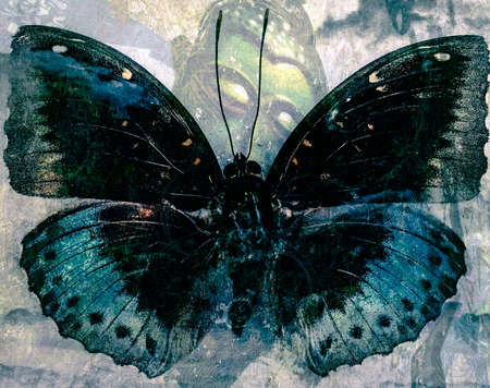grunge Butterfly background  texture image の写真素材
