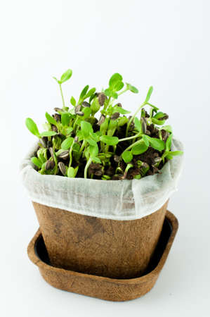 Organic New Born Sunflower Sprouts Growing on Black Soil in  a Pot Made from Plant Fiber in White Background Isolatedの写真素材