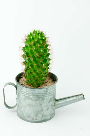 Green Cactus in a Tiny Aluminium Vintage Style Watering Can in White Isolated Backgroundの写真素材