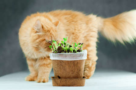 Fluffy Big Orange Persian Cat Curious to New Grown Green Oraganic  Sunflower Sprouts in a Flowerpot Made From Plant Fibers on White Surface with Gray Backgroundの写真素材